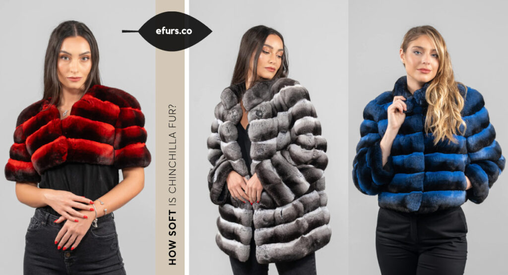 What is chinchilla fur and why is it so expensive?